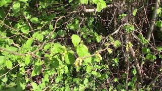 Le Noisetier et ses Propriétés Médicinales  Hazel and its medicinal properties [upl. by Finstad]