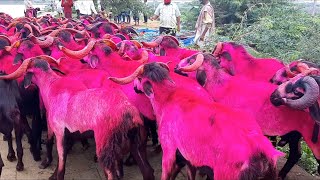 Chennai Bakrid Goat Market  Retteri  Nellore Judipi sheep  Gudur market  Shorts [upl. by Euv210]