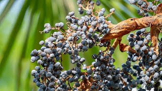 Germinating Trachycarpus wagnerianus x princeps seeds [upl. by Aitrop]