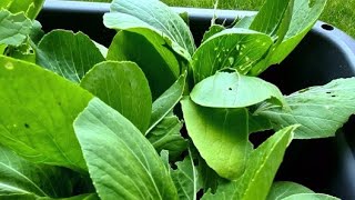 Harvesting my pak choi [upl. by Taran]