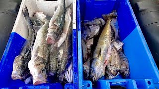 COMMERCIAL FISHING  Big Fish In Gill Nets from the Sea Shore  Amazing Fishing [upl. by Bogie]