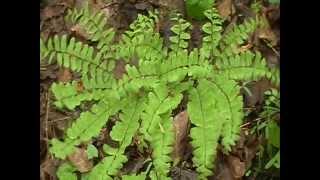 Maidenhair Fern Adiantum pedatum [upl. by Janaye867]