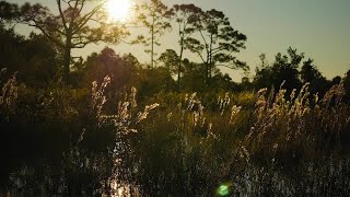 DuPuis Wildlife and Management Area [upl. by Ennaillij640]