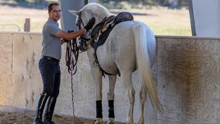 Step ONE quotTeaching Your Horse Piaffe in Handquot  Horse Training Tips with Deanna Corby Dressage [upl. by Chesna]