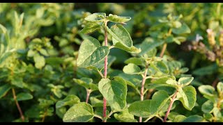 Oregano  o planta usor de ingrijit [upl. by Ardnasirk]