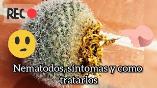 Nematodos en cactus y suculentas 🌵🙂🐢 [upl. by Aivata222]