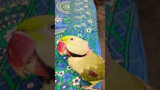 talkingparrot trending petbird shots shortvideo shorts ytshorts short shortvideo [upl. by Ahsinom]