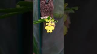 迷你扇葉文心 Oncidium pusillum 植物 plants orchid 蘭花 [upl. by Ardnasela]