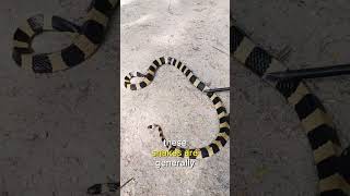 Banded Krait  Venomous Marvels in Black and White [upl. by Meldon]