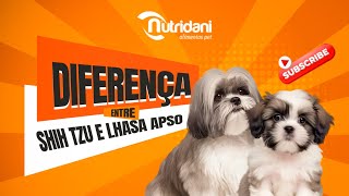 Quais são as diferenças entre Shih tzu e Lhasa apso [upl. by Sahcnip664]