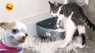 Funniest Cats And Dogs Videos 😁  Best Funny Animal Videos 2024 🥰6 [upl. by Ayotan640]