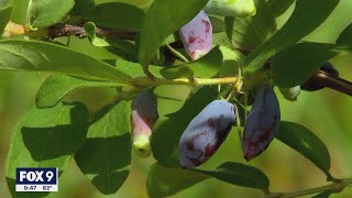 Honeyberries are a newer and uniquetasting fruit in Minnesota  FOX 9 KMSP [upl. by Kilan]