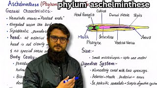 Phylum aschelmenthese  General characteristics of phylum nematoda [upl. by Gwyn]