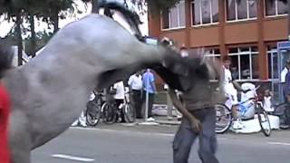 DAPS Viral Video Commentary 4  guy Get Kicked in Face By Horse [upl. by Estele]