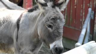 Sonido de Burro  Sonidos de Animales para niños [upl. by Arateehc]