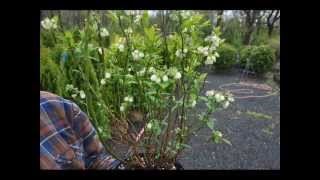 Blueberry Bushes Called Chippewa [upl. by Kissel]