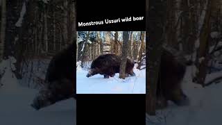 Siberian tiger and Ussuri wild boar tiger cat animals wildlife ussuriboar wildboar [upl. by Setsero]