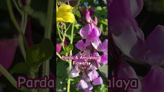 Purple moon hyacinth Ruby moon hyacinth Parda bataw amp Ampalaya flowers Vegetable Garden [upl. by Akirehs878]