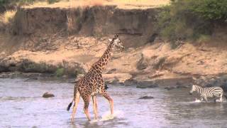 Giraffe Crossing the Mara River [upl. by Ihcalam]