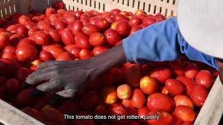 Seed Co Tomato Pietrarossa F1 Testimonial  Concession Mashonaland Central Zimbabwe [upl. by Nitsyrk]