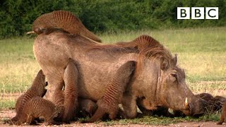 This Warthog took a trip to the Mongoose Spa  Banded Brothers  BBC [upl. by Stephie]