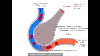 21 Le Surfactant Pulmonaire [upl. by Dasya]