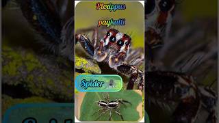 Plexippus paykulli Sider viralvideo trending [upl. by Abell602]