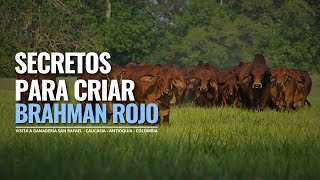 CRIANZA DE GANADO BRAHMAN ROJO EN COLOMBIA [upl. by Moule]