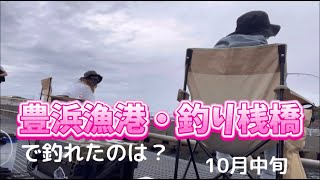 豊浜漁港・豊浜釣り桟橋で釣り三昧🎣20241019 [upl. by Ivens]