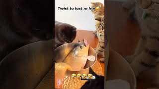 Re chinar ke bachha fish vs cat shorts meme [upl. by Eivets]