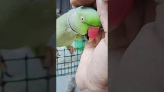 Bolne Wala Tota trending love cute grrenparrot mitthu birds viralvideo shortvideo [upl. by Hamlen]