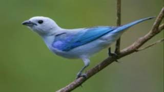 ♫ Azulejo de Jardin  Thraupis Episcopus  Blue Tanager ஜ [upl. by Dranyam363]