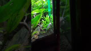 Pictus catfish after a 50 water change [upl. by Gnourt467]