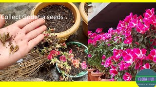 how to collect godetia seeds  How do you grow Clarkia from seed  Clarkia flower seeds [upl. by Noman285]