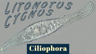 Litonotus cygnus ciliate Feeding and morphology Ciliophora [upl. by Sirron]