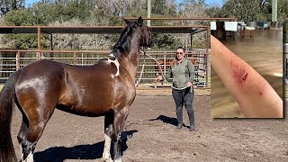 From Dangerous to Docile Rehabilitating a Horse That Attacked Its Owner [upl. by Urina]