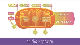 Cellular Respiration Steps and Pathways [upl. by Lissner]