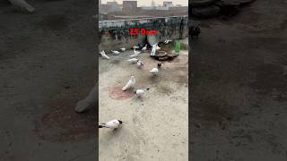 Baby Pigeons Growing 25 Days  Pigeon Chicks 25 Days  Sartaj Pigeons [upl. by Isayg7]