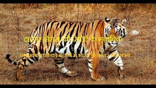 विश्व में सबसे ज्यादा टाइगर भारत मेंWorlds largest tiger is found in India [upl. by Erodisi572]