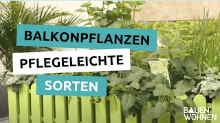 Balkonpflanzen – pflegeleichte Sorten pflanzen pflegen düngen [upl. by Skipton]