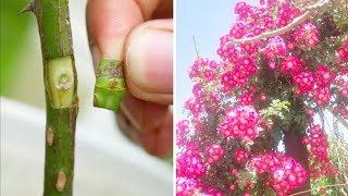 Easy way To Graft ROSE PLANT Root  Method Of Grafting On Rose Plant [upl. by Okomot]