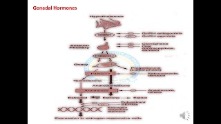 Gonadal Hormones Part I [upl. by Leinod492]