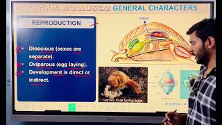 Phylum Mollusca animal kingdom class 11 and neet [upl. by Yoral63]