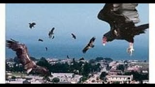 Birdemic Shock and Terror Full Movie Facts Review And Knowledge  Janae Caster  Colton Osborne [upl. by Ainitsirhc]