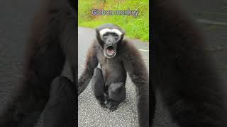 Gibbon monkey 🐒🐵🙉🙊🦍pyara mokeyanimals trending shorts short youtubeshorts viralshort ytviral [upl. by Shelby]