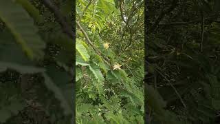 Natural Bonsai Tamarind Tree [upl. by Nohj]