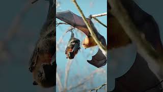 Bats are flying mammals of the order chiroptera with their forelimbs adapted viralviralvideo [upl. by Liman180]