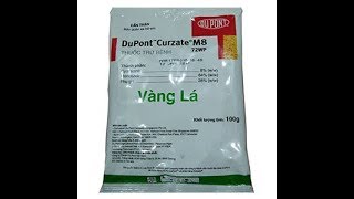 CURZATE M8 72WP – THUỐC ĐẶC TRỊ BỆNH VÀNG LÁ TRÊN CÂY CÓ MÚI [upl. by Marne]