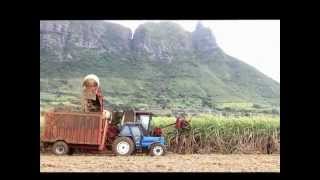 Sugar Cane Harvesting Mauritius 2012 [upl. by Slater891]