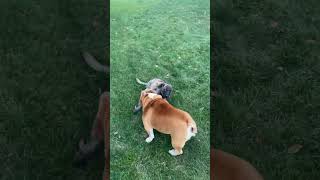 How an English bulldog plays with his brother bulldog [upl. by Eseeryt130]